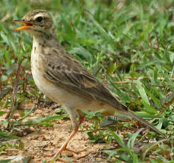 Pipit de Richard