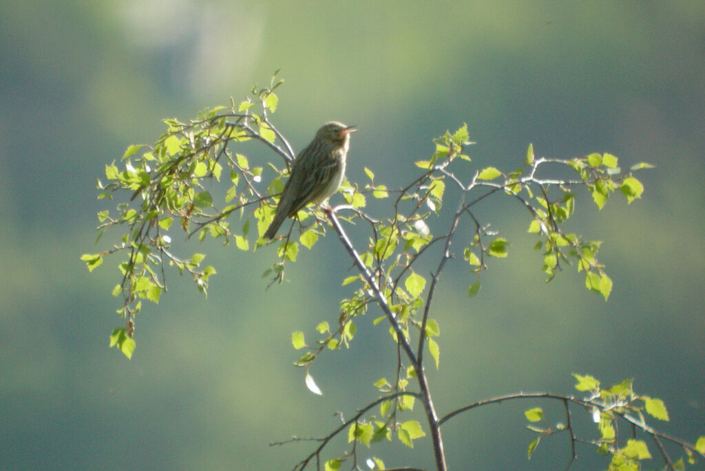 Pipit des arbres