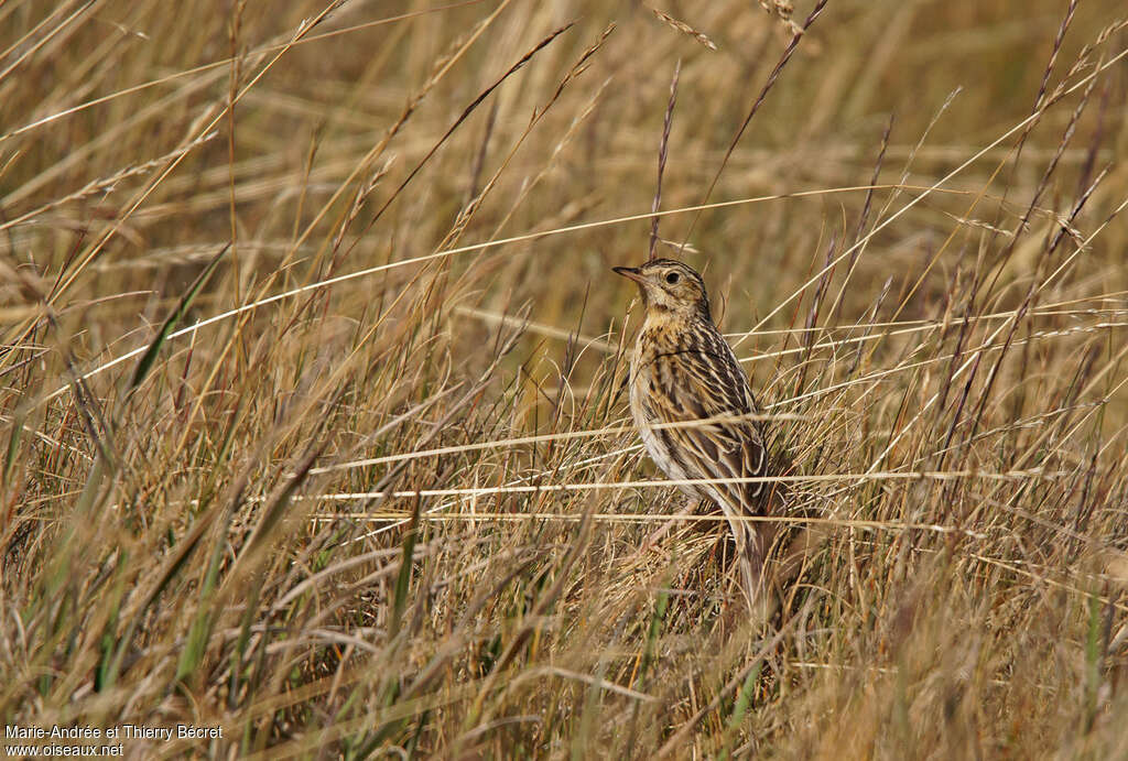 Paramo Pipit, habitat, pigmentation