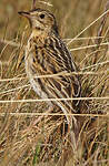 Pipit du paramo