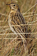 Pipit du paramo