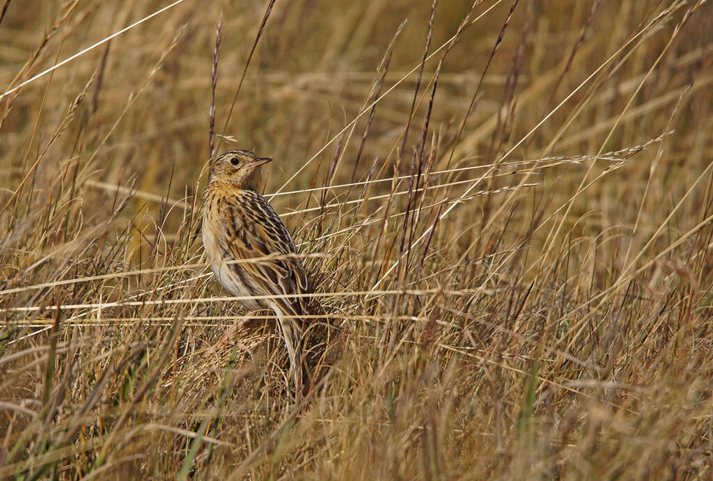 Pipit du paramo