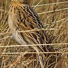 Pipit du paramo
