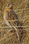 Pipit du paramo