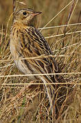 Paramo Pipit