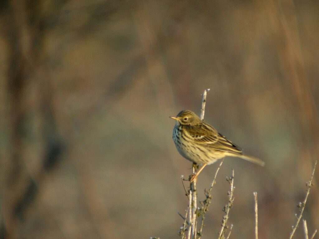 Pipit farlouse