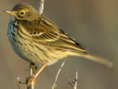 Pipit farlouse