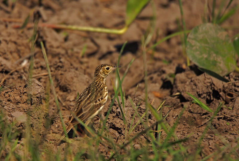 Yellowish Pipit