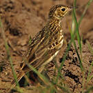 Pipit jaunâtre