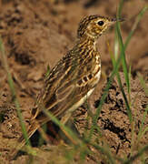 Pipit jaunâtre