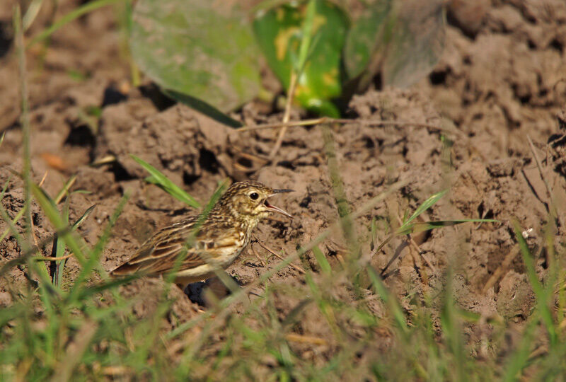 Pipit jaunâtre