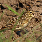 Pipit jaunâtre