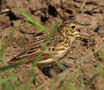 Pipit jaunâtre