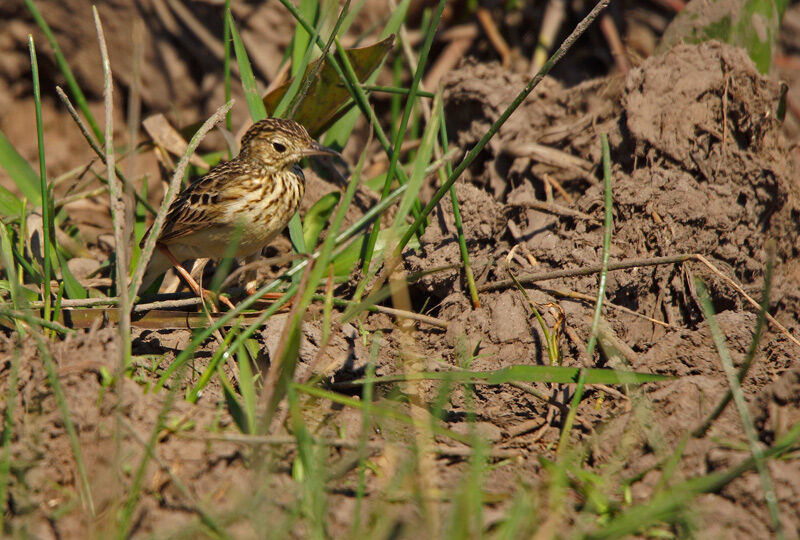 Pipit jaunâtre