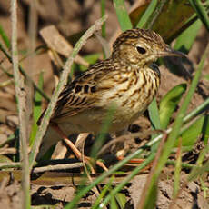 Pipit jaunâtre