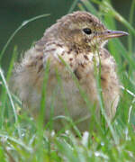 Paddyfield Pipit