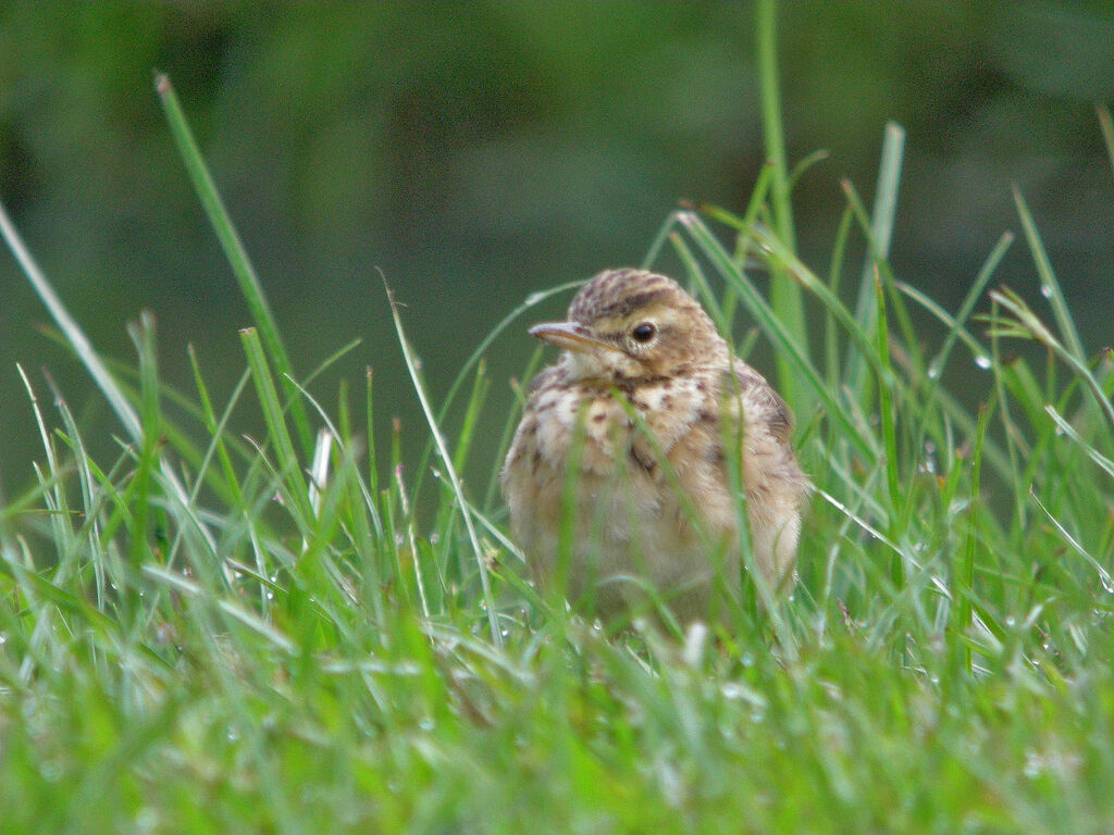 Paddyfield Pipit