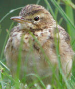 Paddyfield Pipit