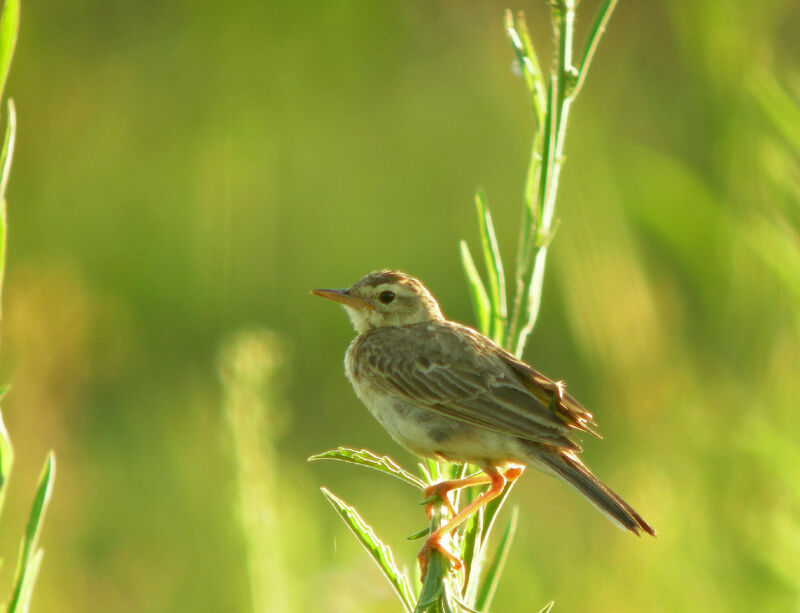 Paddyfield Pipit