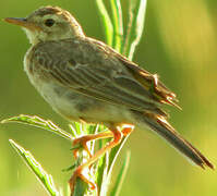 Paddyfield Pipit