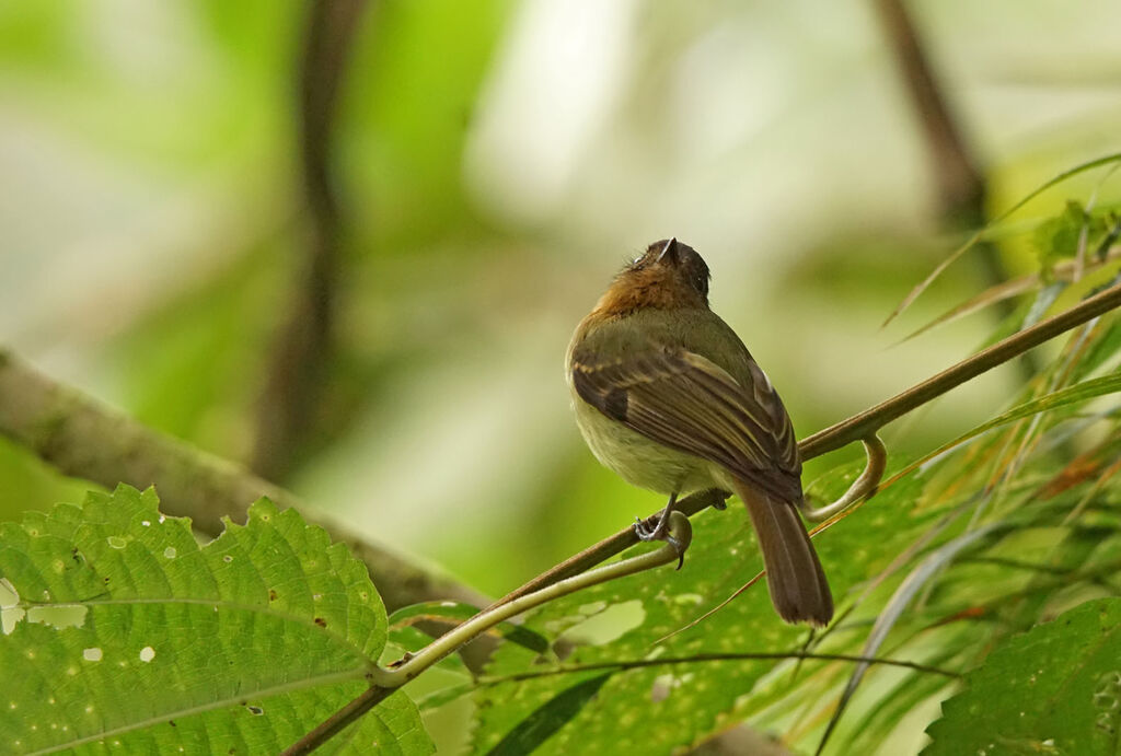 Rufous-breasted Flycatcher