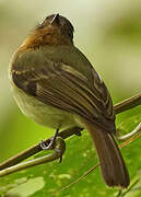 Rufous-breasted Flycatcher