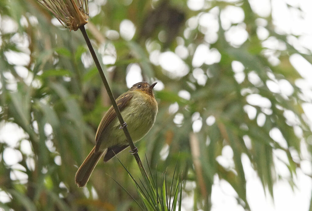 Rufous-breasted Flycatcher