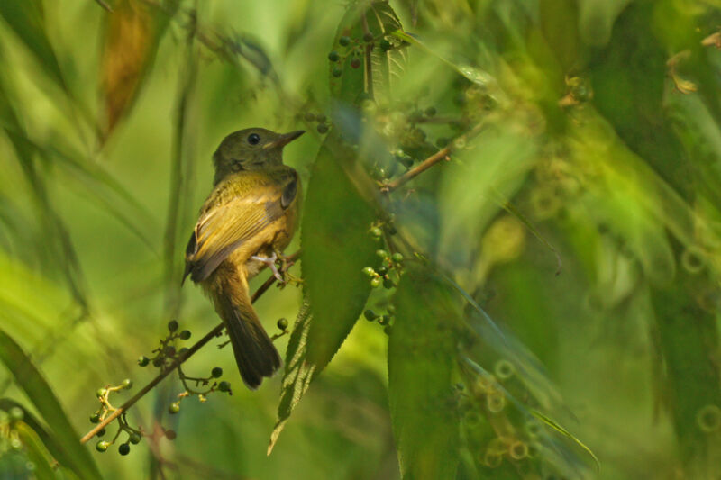 Ochre-bellied Flycatcher