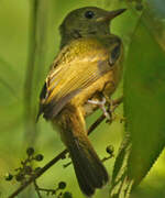 Ochre-bellied Flycatcher