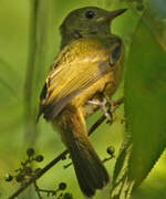 Ochre-bellied Flycatcher