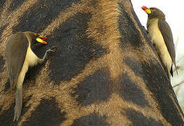 Yellow-billed Oxpecker