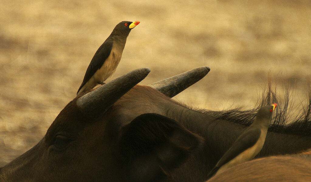 Yellow-billed Oxpecker