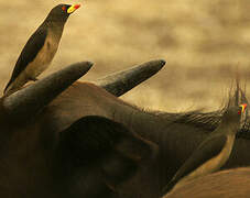 Yellow-billed Oxpecker