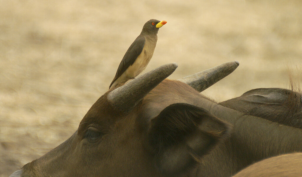 Yellow-billed Oxpecker