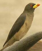 Yellow-billed Oxpecker