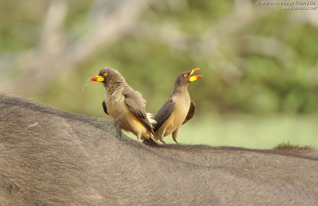 Yellow-billed Oxpecker