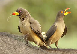 Yellow-billed Oxpecker