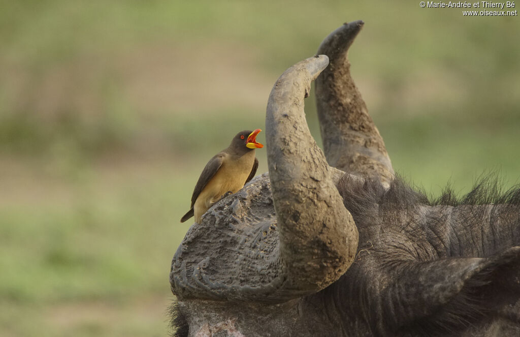 Yellow-billed Oxpecker