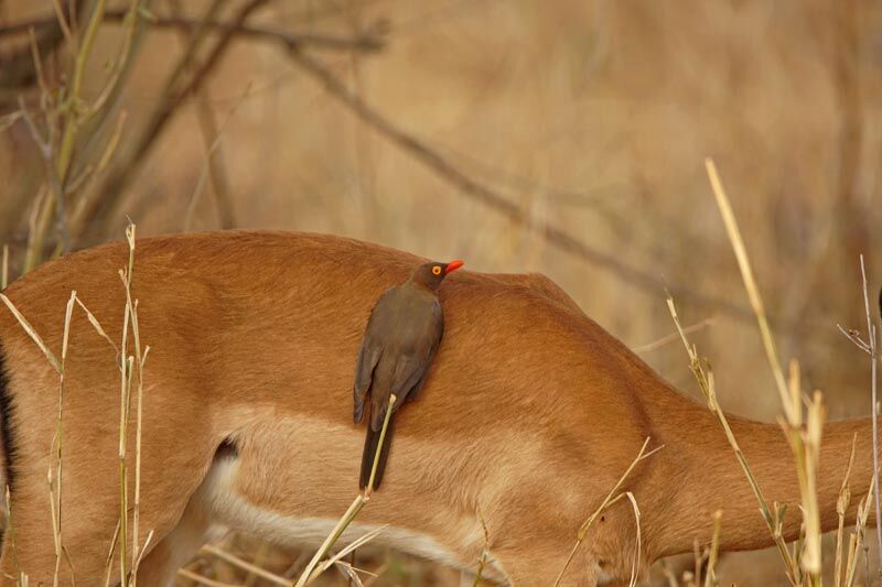 Piqueboeuf à bec rouge