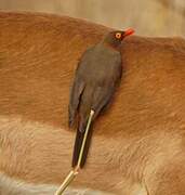 Red-billed Oxpecker