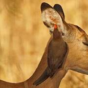 Red-billed Oxpecker