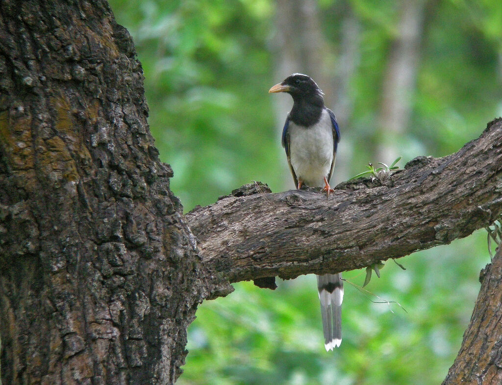 Red-billed Blue Magpie