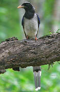 Red-billed Blue Magpie