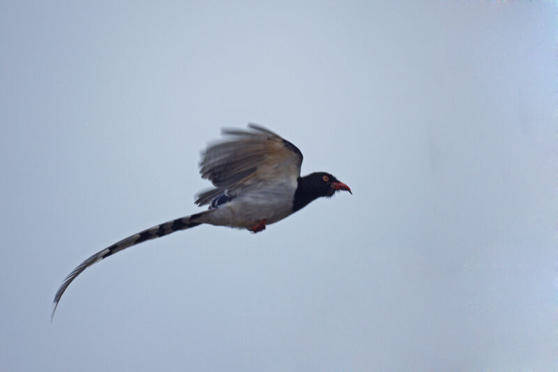 Pirolle à bec rouge