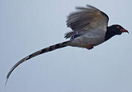 Red-billed Blue Magpie