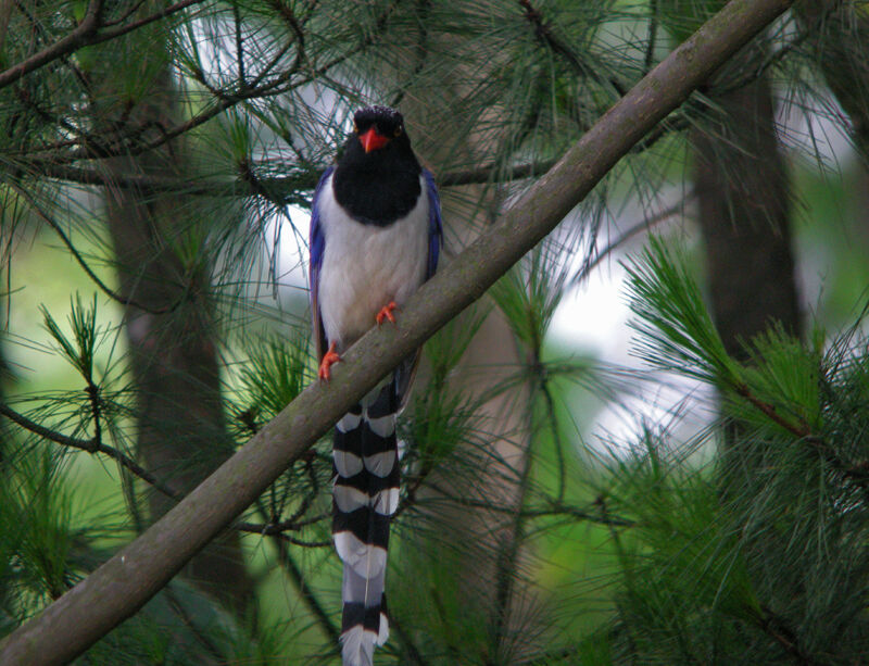 Red-billed Blue Magpie