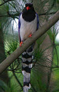 Red-billed Blue Magpie