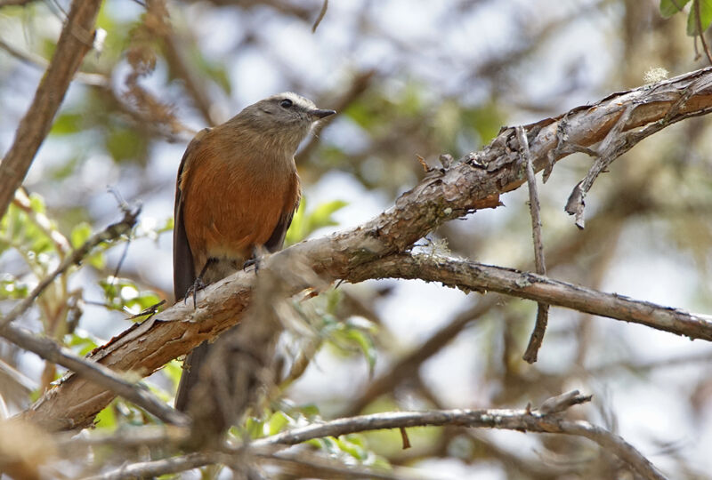 Brown-backed Chat-Tyrant