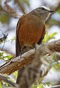 Brown-backed Chat-Tyrant