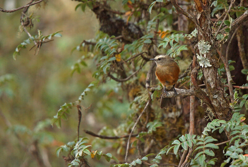 Brown-backed Chat-Tyrant